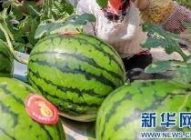 盛世东方曹县免费吃瓜,免费瓜果盛宴，共享盛世东方风采  第2张